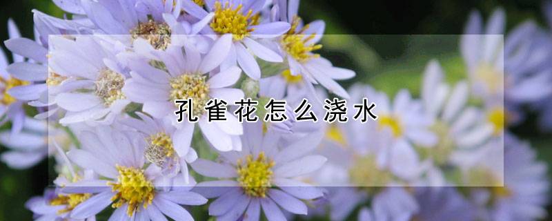 孔雀花怎么浇水