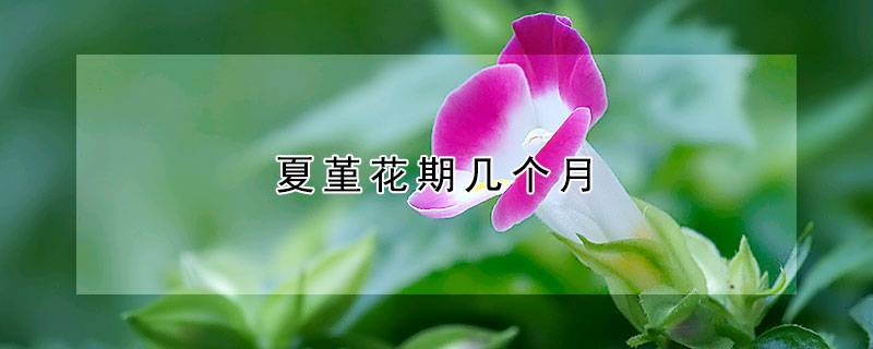 夏堇花期几个月