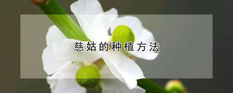慈姑的种植方法