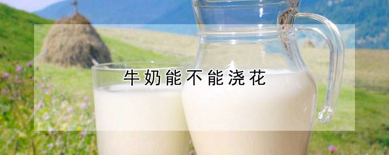 牛奶能不能浇花