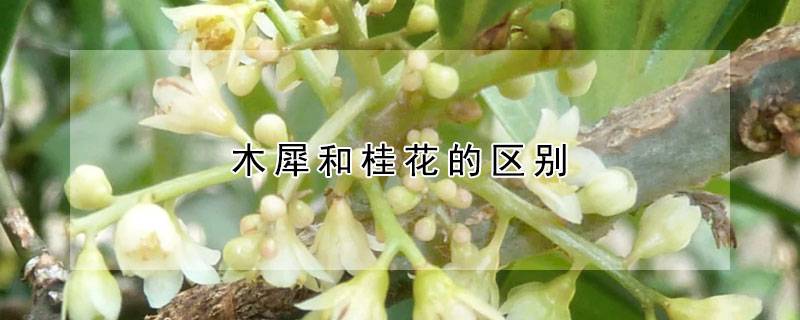 木犀和桂花的区别