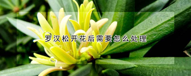 罗汉松开花后需要怎么处理