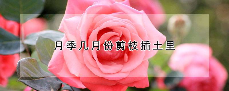 月季几月份剪枝插土里