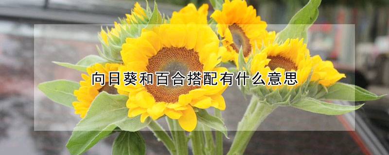 向日葵和百合搭配有什么意思
