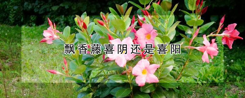 飘香藤喜阴还是喜阳
