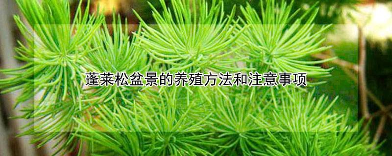 蓬莱松盆景的养殖方法和注意事项