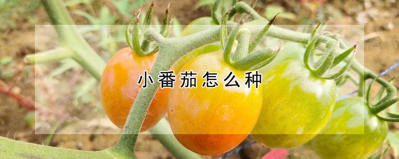 小番茄怎么种