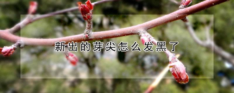 新出的芽尖怎么发黑了