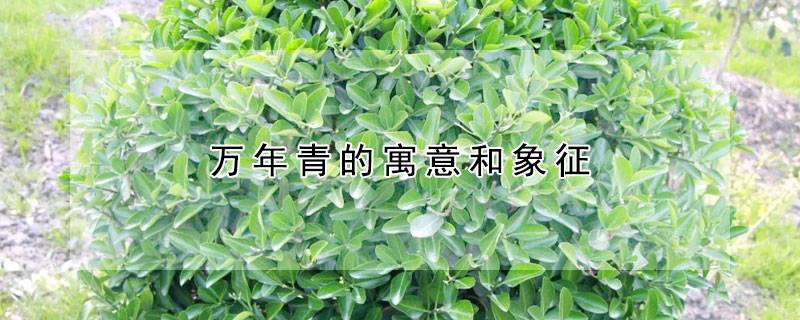万年青的寓意和象征