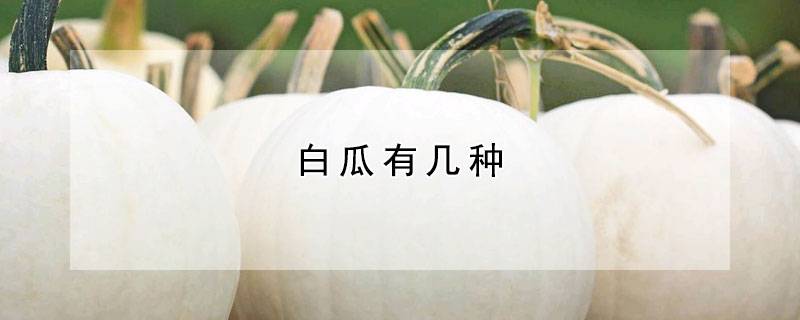 白瓜有几种