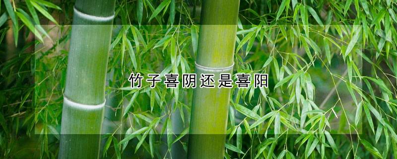 竹子喜阴还是喜阳