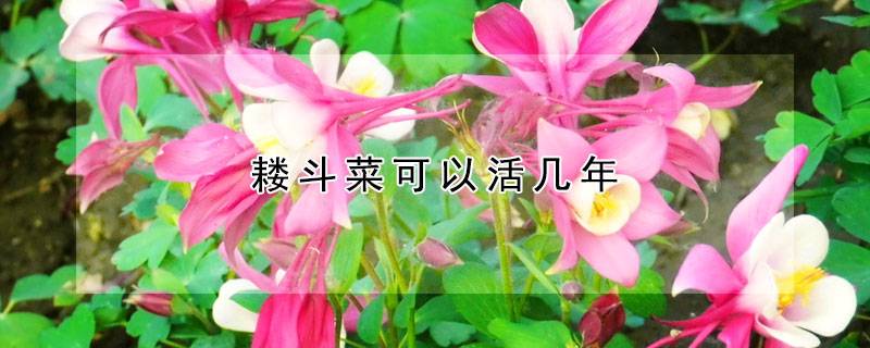 耧斗菜可以活几年
