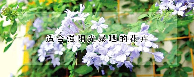 适合强阳光暴晒的花卉