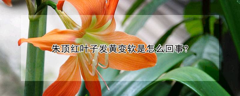 朱顶红叶子发黄变软是怎么回事?