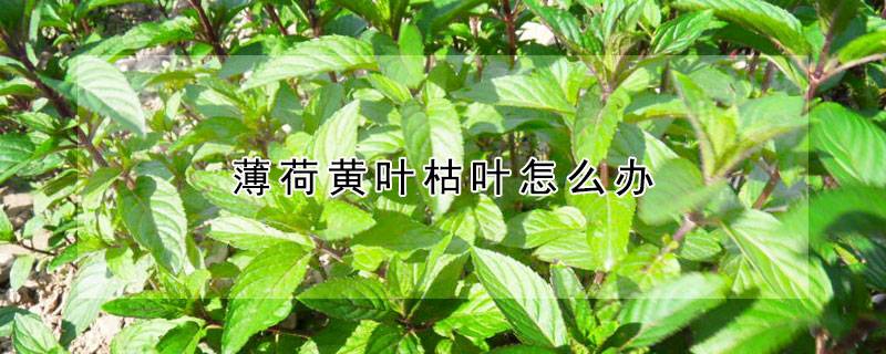 薄荷黄叶枯叶怎么办