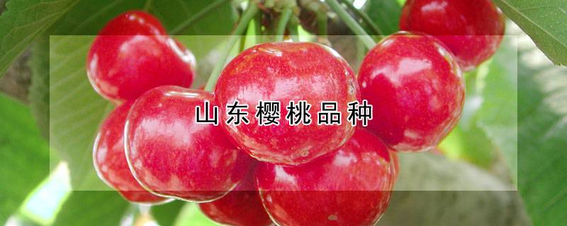 山东樱桃品种