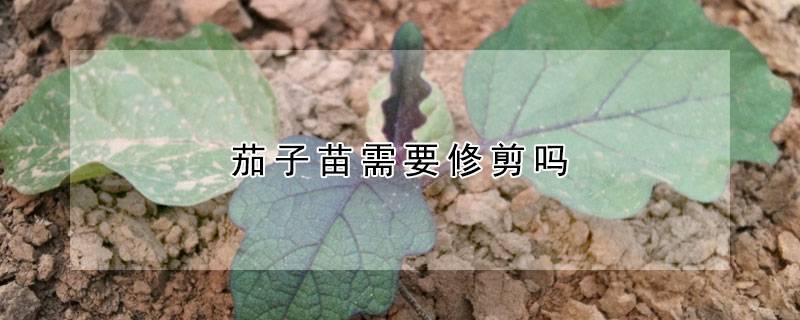 茄子苗需要修剪吗