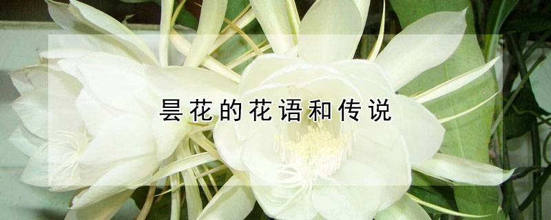 昙花的花语和传说