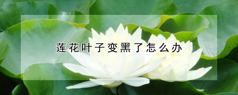 莲花叶子变黑了怎么办