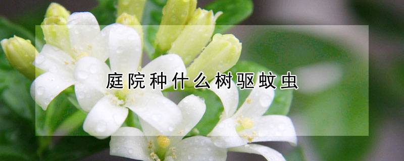庭院种什么树驱蚊虫