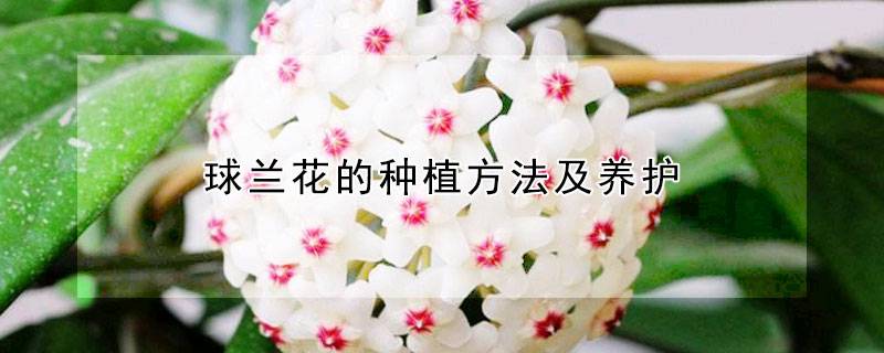 球兰花的种植方法及养护