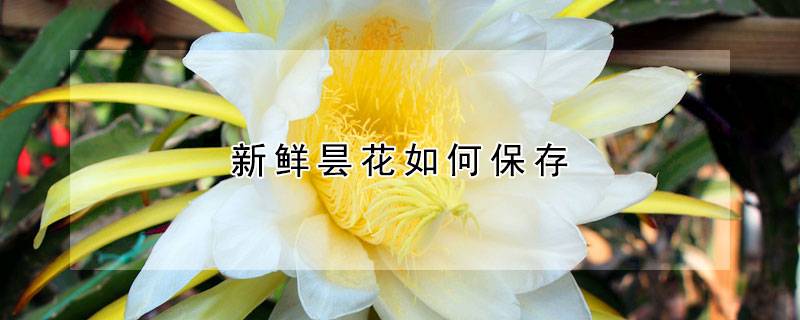 新鲜昙花如何保存