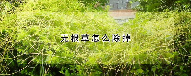 无根草怎么除掉