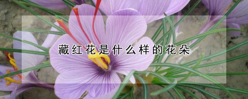 藏红花是什么样的花朵