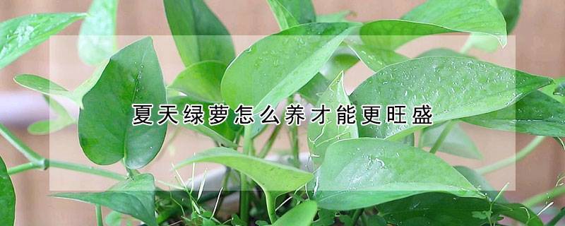 夏天绿萝怎么养才能更旺盛