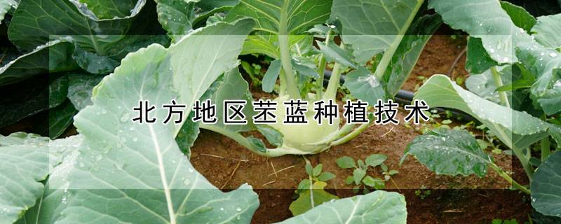 北方地区苤蓝种植技术