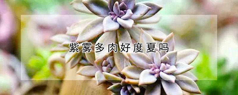 紫雾多肉好度夏吗