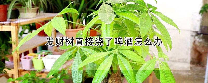 发财树直接浇了啤酒怎么办