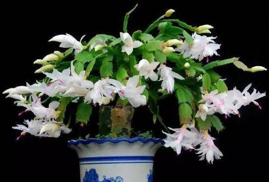 蟹爪兰一年开几次花，蟹爪兰花语是什么