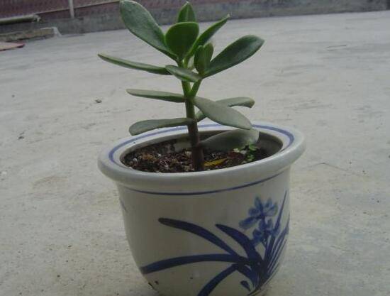 玉树烂根了怎么办该如何挽救,玉树烂根后怎样移栽