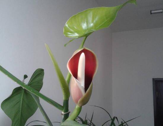 绿萝会开花吗，绿萝开花预示着什么