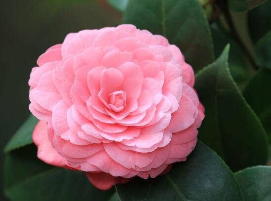 茶花怎么养才长得好,茶花养殖方法和注意事项