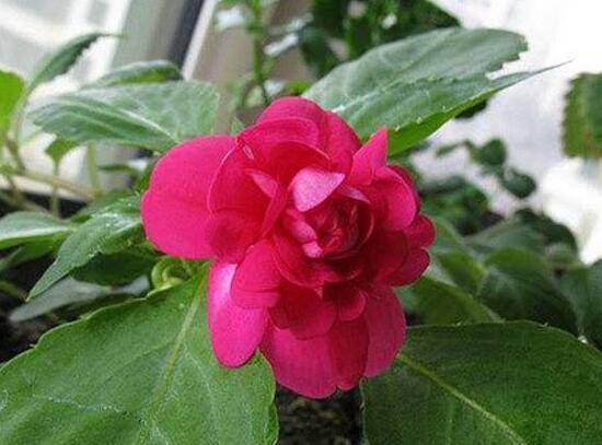 茶花什么时候开花,茶花一年开几次花
