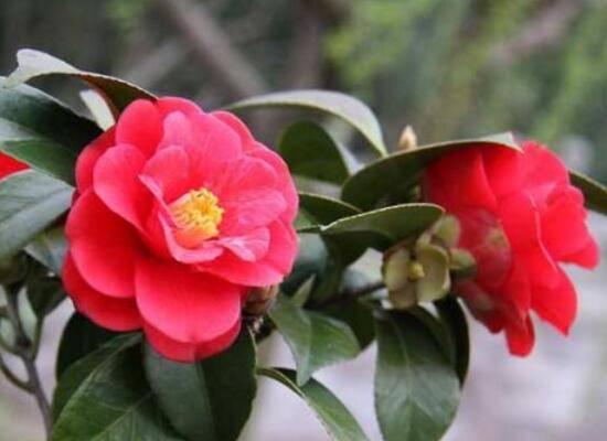 茶花什么时候开花,茶花一年开几次花