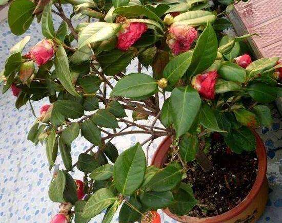 茶花烂根怎么办,茶花烂根的处理方法