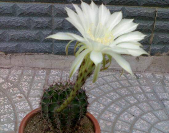 仙人掌会开花吗,仙人掌什么时候开花