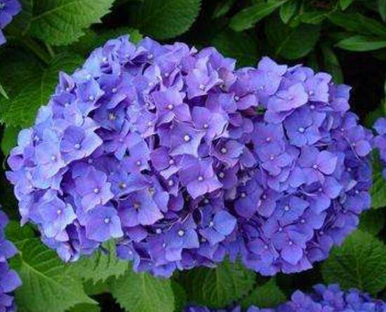 绣球花怎么浇水,绣球花多久浇一次水