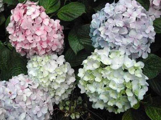 绣球花怎么浇水,绣球花多久浇一次水