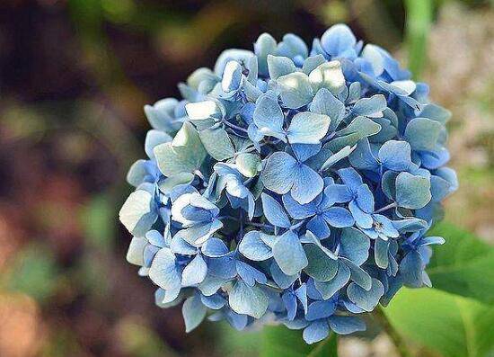 绣球花花语是什么,绣球花的寓意及象征