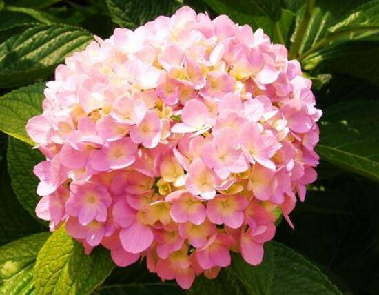 绣球花花语是什么,绣球花的寓意及象征