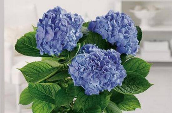 绣球花可以水培吗，绣球花怎么在花瓶里养