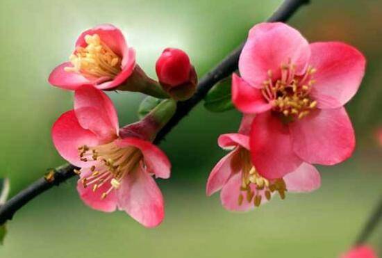 海棠花什么时候开花,盆栽海棠花花期多久