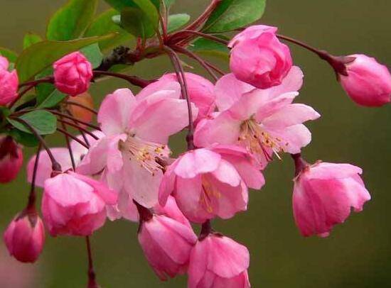 海棠花什么时候开花，盆栽海棠花花期多久