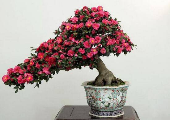 茶花怎么修剪,茶花的修剪方法图解