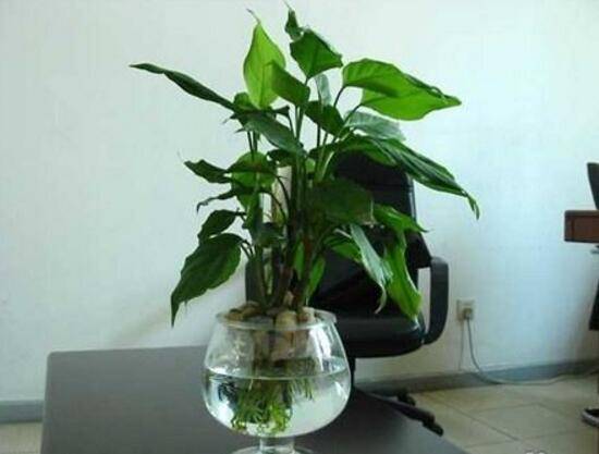 万年青怎么浇水,万年青多久浇次水/三天浇一次