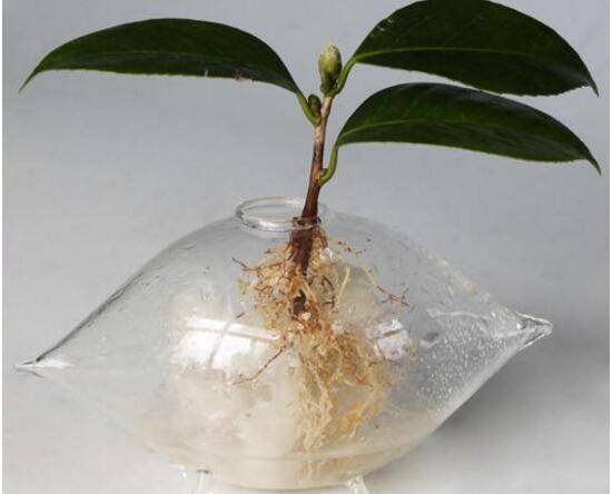茶花可以水培吗,水培茶花长根上盆方法